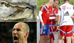 Robben suýt cụt bàn tay vì bị cá sấu cắn